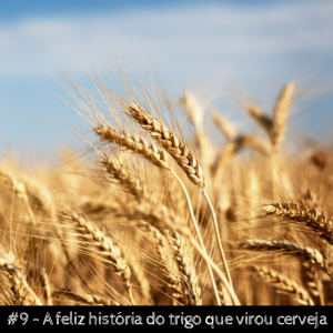 A feliz história do trigo que virou cerveja