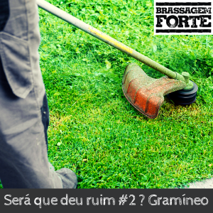 Será que deu ruim #2 ? Gramíneo
