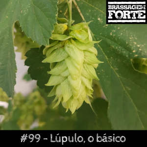 Lúpulo, o básico