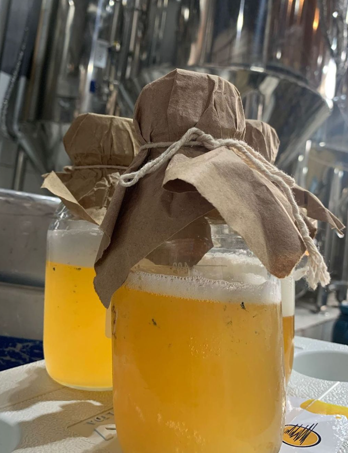 Star Brasilis em fermentação