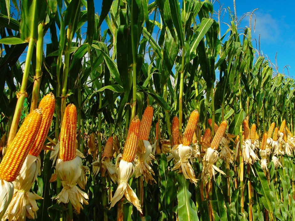Campo de milho
