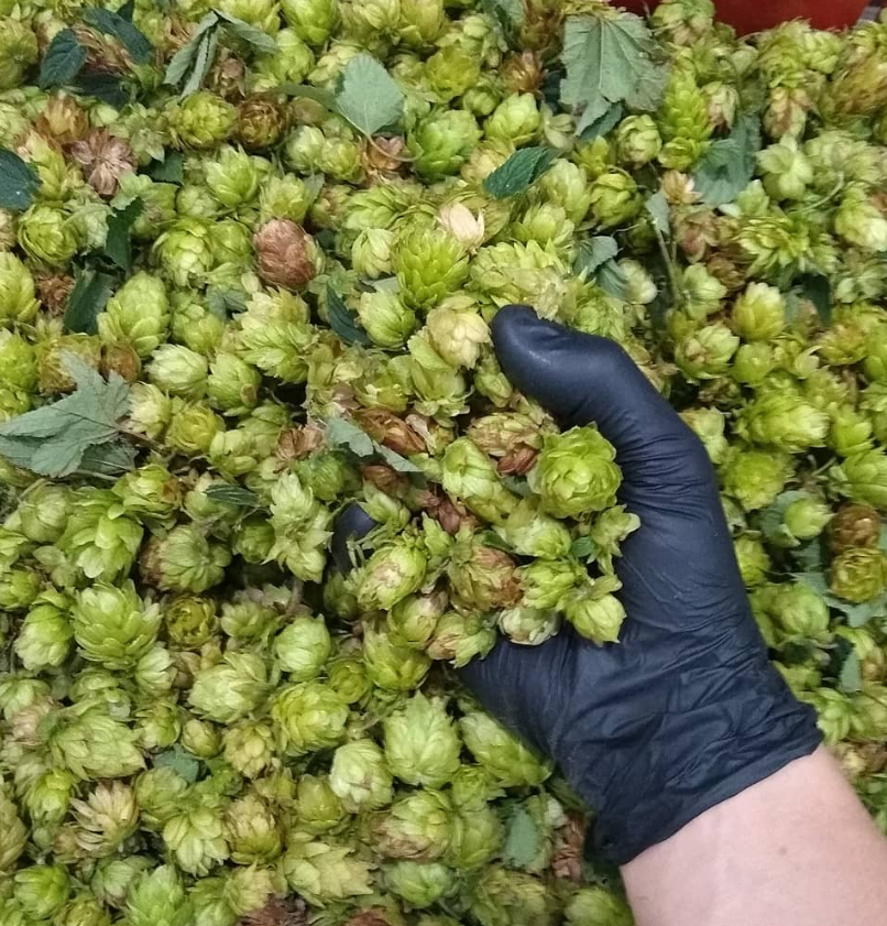 fermentaria, foto de mão segurando lúpulos