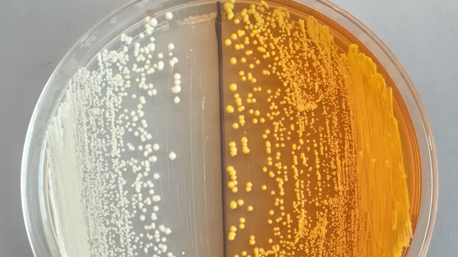 Leveduras GMO